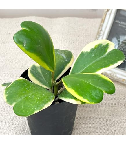 Amazon｜ホヤ カーティシー2本セット 観葉植物｜観葉植物 オンライン通販